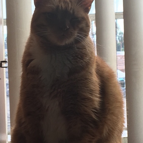 Meet your Posher, Daya - Picture 4 of 4